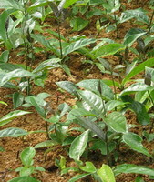 arbusti di Morinda officinalis Come con molte foglie verdi crescono in un campo soleggiato