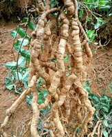 radici fresche lunghe e brunastre di Morinda officinalis Come.