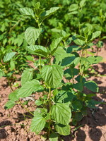 plants of Psoralea corylifolia L. with many green leaves grow in arid field