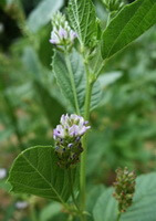 plant of Psoralea corylifolia L with small white flowers grow in sunny field