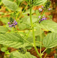 plants of Psoralea corylifolia L. with small pink flower spikes grow in a field