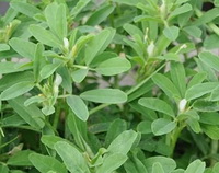 plants of Trigonella foenum-graecum with small white flowers and green leaves grow in field