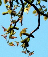 flowers and spikes of Juglans regia L. grow on small branches