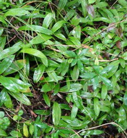 arbusti di Dendrobium chrysanthum Wall. con molte foglie verdi crescono in campo