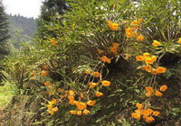 piante da fiore di Dendrobium chrysanthum Wall con fiori di colore giallo scuro crescono in montagna