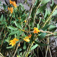 piante da fiore di Dendrobium chrysanthum Wall con fiori gialli crescono nel campo