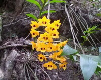 pianta da fiore di Dendrobium fimbriatum Hook.var.oculatum Hook.con molti fiori gialli crescono nella foresta