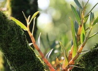 piante di Dendrobium fimbriatum Hook.var.oculatum Hook. crescono su un albero in giornate soleggiate