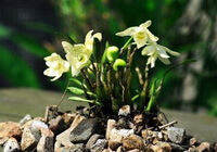 piante fiorite di Dendrobium loddigesii Rolfe con fiori giallo pallido crescono nelle pietre