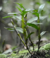 arbusti di Dendrobium nobile Lindl crescono in campo