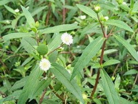 Plantes à fleurs d Eclipta prostrata L. à petites fleurs blanches poussant en grappe