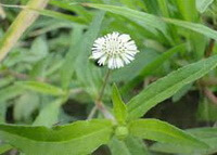une plante fleurie d Eclipta prostrata L. avec une petite fleur blanche