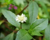 une plante fleurie d Eclipta prostrata L. avec une fleur blanche poussant dans le champ