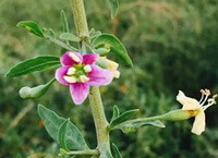 piccoli fiori e foglie di Lycium barbarum L crescono su steli verdi