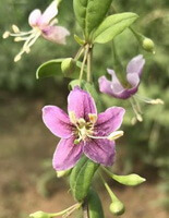 albero fiorito di Lycium chinense Mill con foglie verdi e fiori penduli di colore viola chiaro