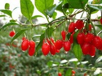 ramo fruttifero di Lycium chinense Mill con foglie verdi e bacche rosse cresce in un campo soleggiato