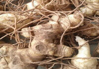 radice di Polygonatum sibiricum Rosso con molte radici pelose