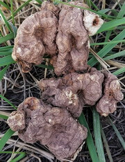 radice di erbe selvatiche brunastre di Polygonatum sibiricum rosso