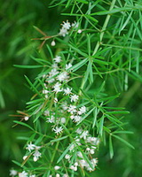 pianta fiorita di Asparagus cochin-chinensis Lour.Merr. con piccoli fiori bianchi che crescono in giornate soleggiate