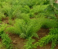 piante di Asparagus cochin-chinensis Lour.Merr. con piccole foglie verdi crescono in un campo di montagna