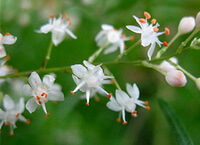 molti piccoli fiori bianchi di Asparagus cochin-chinensis Lour.Merr. crescono sugli steli