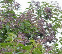 frugttræ af Ligustrum lucidum Ait. med mange små lilla bær på grene