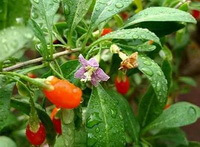 ramo fruttifero di Lycium chinense Mill con foglie verdi, piccoli fiori viola e bacche rosse