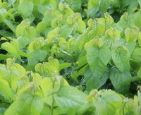 piccoli alberi di Morus alba L. crescono in campo