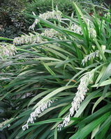 piante da fiore di Ophiopogon bodinieri Levl. con picchi di fiori biancastri crescono in campo