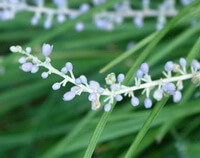 fiori lilla di Ophiopogon bodinieri Levl.