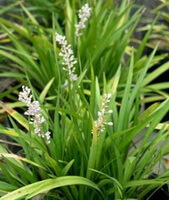 piante da fiore di Ophiopogon japonicus L.f.Ker-Gawl. con fiori biancastri crescono in erba