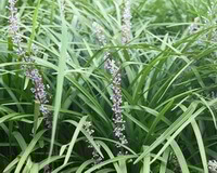 Le piante da fiore di Ophiopogon japonicus L.f.Ker-Gawl. con piccole punte floreali e foglie verdi sottili crescono in campo