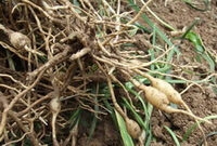 radici fresche di Ophiopogon japonicus L.f.Ker-Gawl. sono poste sul terreno
