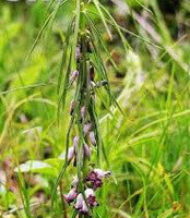 pianta da fiore di Polygonatum cirrhifolium Parete. Royle con penduli fiori rosa e foglie sottili crescono in campo di erba soleggiata