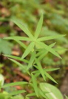 un arbusto di Polygonatum cirrhifolium Parete. Royle con foglie verdi fresche crescono in campo