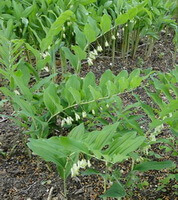 piante da fiore di Polygonatum cyrtonema Hua. con molti fiori giallastri penduli crescono in campo