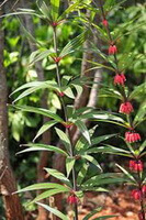 due piante da fiore di Polygonatum kingianum Coll.et Hemsl. con fiori rossastri crescono in campo