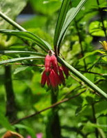 Picchi di fiori rossastri e foglie verdi di Polygonatum kingianum Coll.et Hemsl