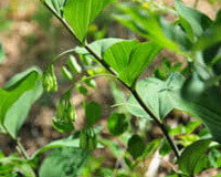 piante da fiore di Polygonatum macropodium Turcz con piccoli fiori penduli crescono in campo soleggiato