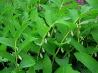 piante fiorite di Polygonatum odoratum Mill.Druce. con molti piccoli fiori penduli crescono in campo