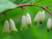 pianta di Polygonatum odoratum Mill.Druce. con fiori biancastri penduli che crescono su steli
