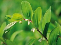 piante fiorite di Polygonatum odoratum Mill.Druce. con fiori bianchi e foglie verdi crescono in un campo soleggiato