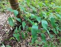 diverse piante di Polygonatum sibiricum rosso. con foglie verdi crescono vicino a un albero in campo d erba