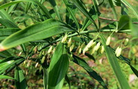 una pianta da fiore di Polygonatum sibiricum Rosso con molti penduli fiori bianchi appesi sul gambo e foglie verdi