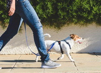 Walk More Steps