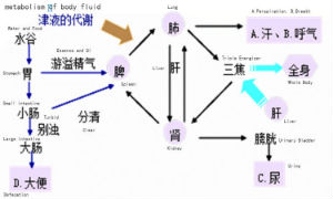 Body fluid Flow Graph