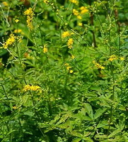 flowering plants of Agrimonia eupatoria with many small yellow flowers grow in a cluster,with green leaves