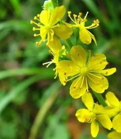 yellow flowers of Agrimonia eupatoria grow on top of branch