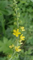 a flowering stem of Agrimonia eupatoria with small yellow flower spikes