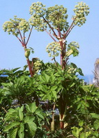 flowering plants of Angelica archangelica with pale green flowers grow in sunny field,with many green leaves